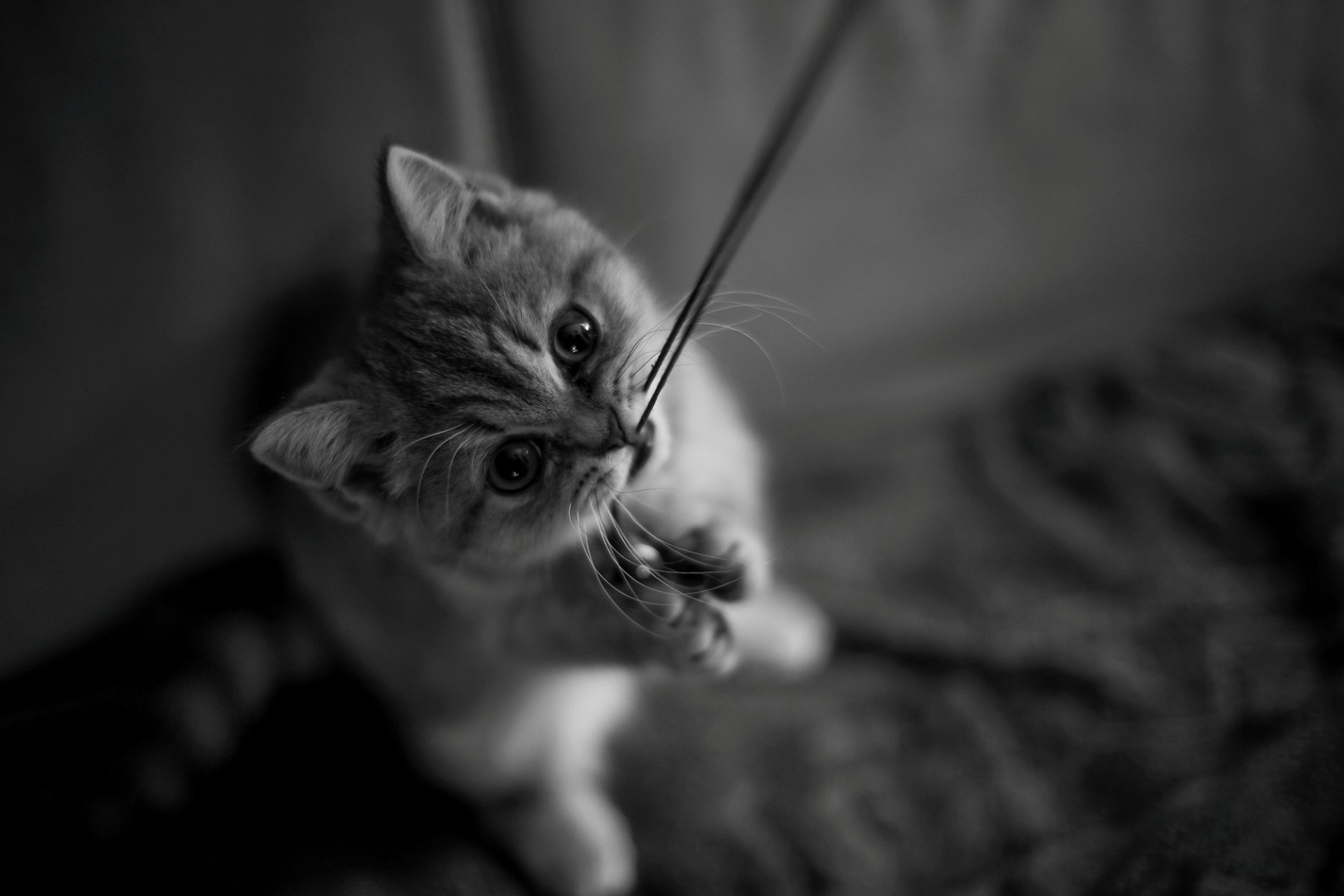 gatito gato gato hilo patas bigote hocico mirada blanco y negro