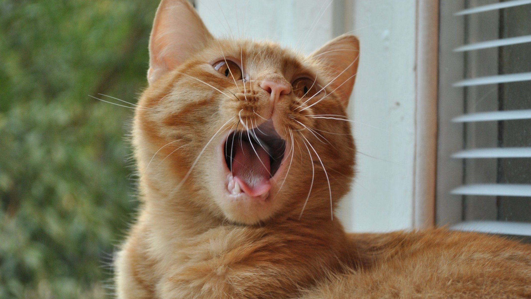 gato pelirroja miente bigote bostezo