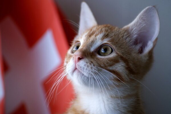 Gatito rojo. Bandera y gato