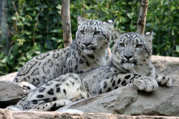 Dos leopardos de las Nieves