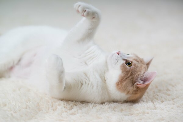 Gato blanco y rojo yace en una alfombra blanca