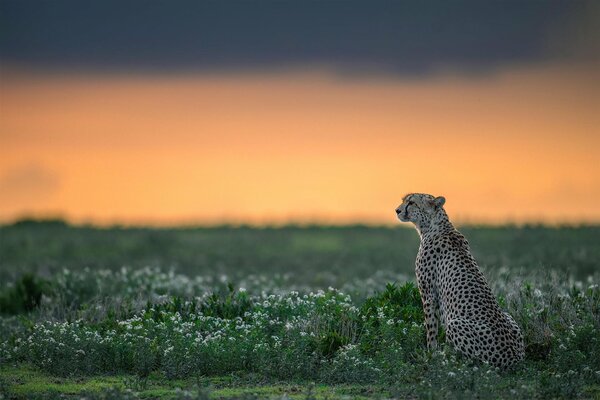 Guepardo en la naturaleza, depredador en la hierba, guepardo agraciado