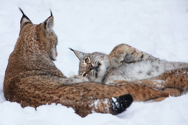 Un par de linces en invierno en la nieve