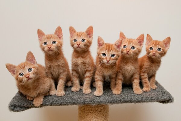 Los gatitos pelirrojos se sientan en un soporte