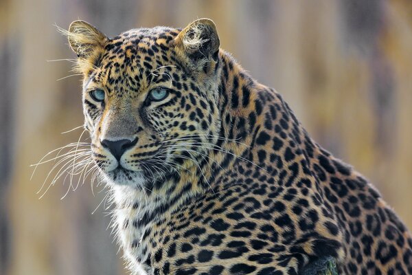 Leopardo manchado grande con ojos azules