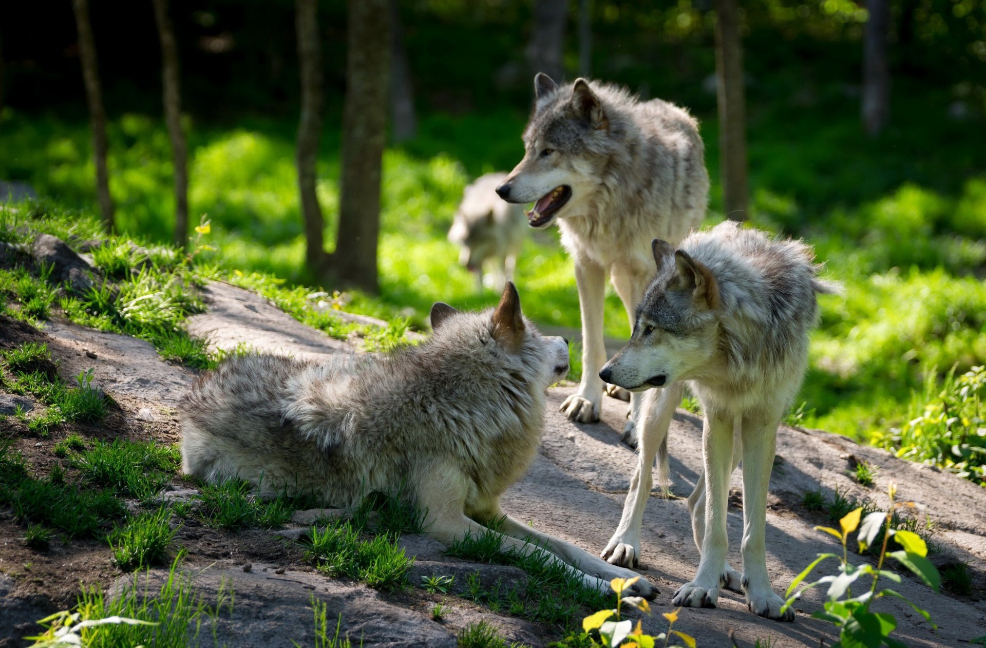 animales lobos bandada cuatro cuarteto bosque rocas vegetación hierba roca desenfoque