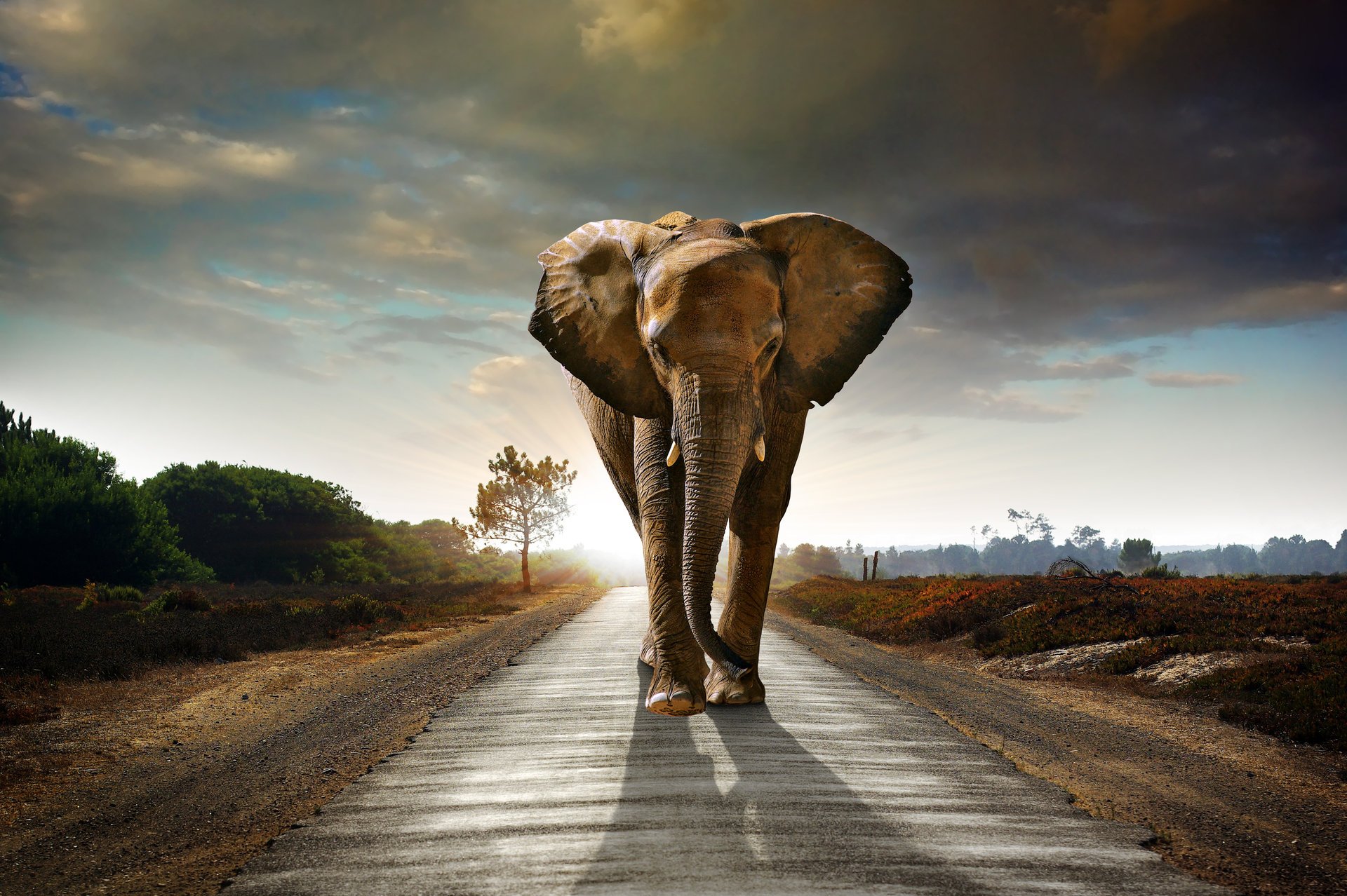 elefante camino cielo nubes arbustos