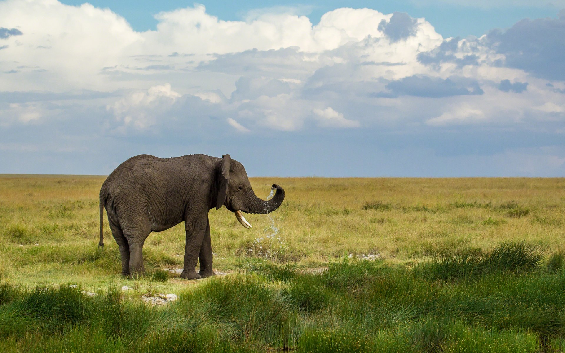 elefante paisaje naturaleza cielo nubes vegetación hierba agua gotas salpicaduras