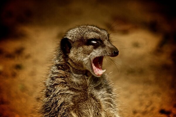 El malvado y hermoso suricata gruñe