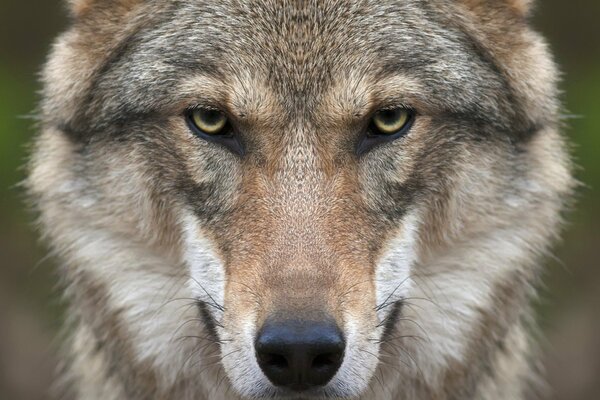 El lobo es un depredador. Una mirada aguda. Hocico de lobo