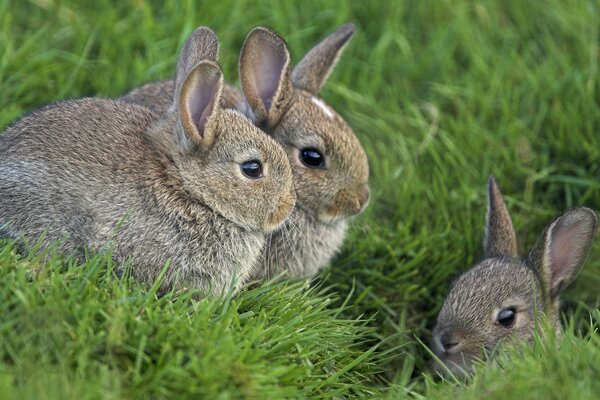 Familia de conejos en la hierba