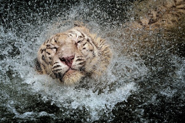 Tirg flotando en el agua