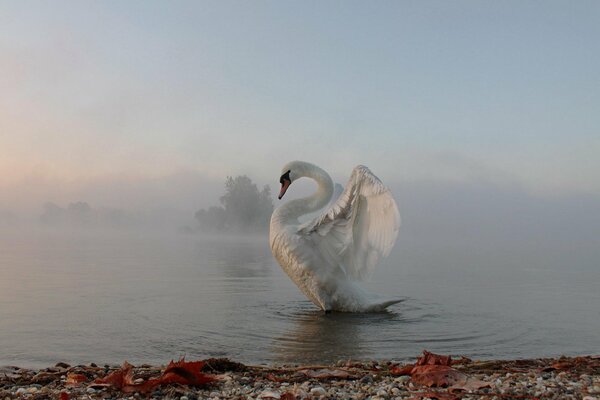 Cisne flotando en el mar de niebla