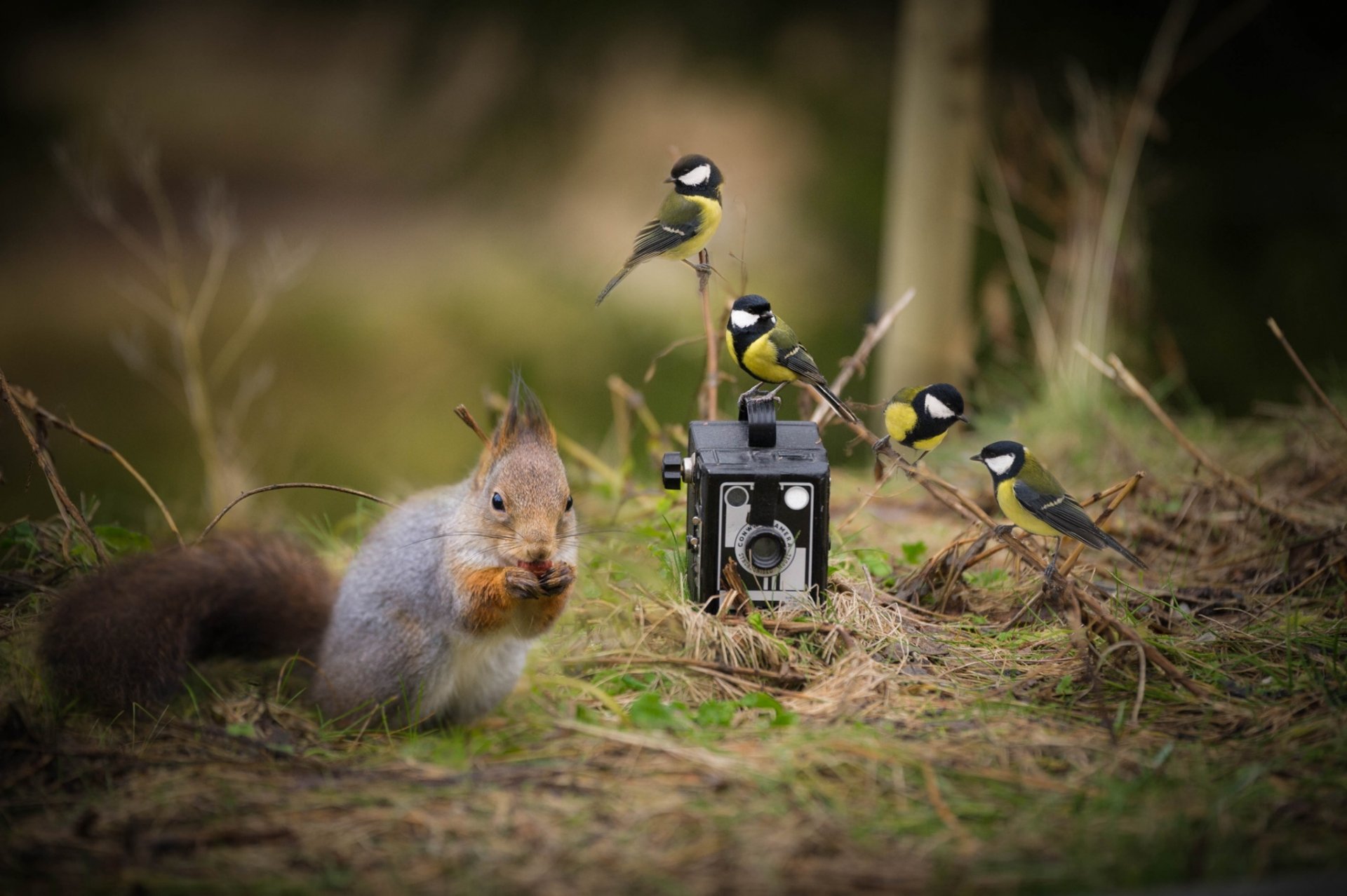 ardilla aves tetas cámara cámara situación nuez roe hierba bosque naturaleza pecho foto hd