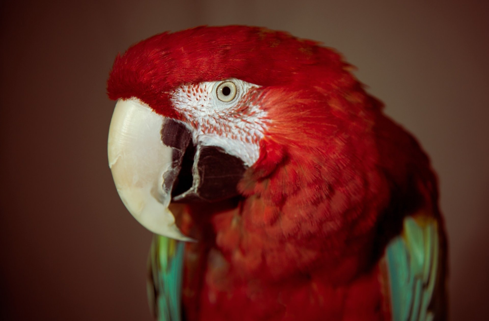 loro pájaro ojo rojo plumas