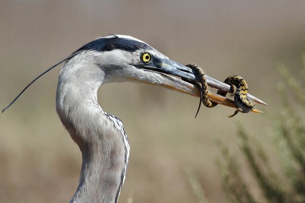 Gran Garza azul con lagarto