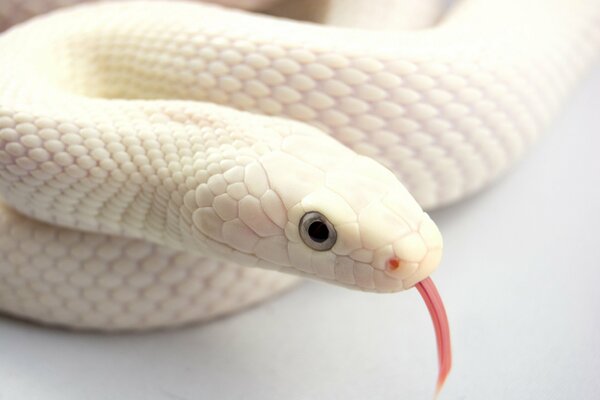 La serpiente Albina muestra su lengua