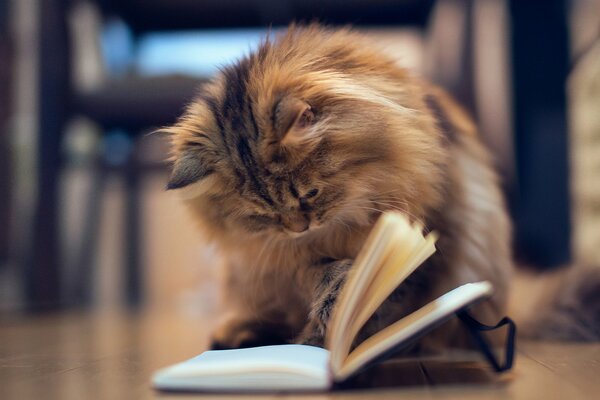 Un gatito curioso Lee un libro