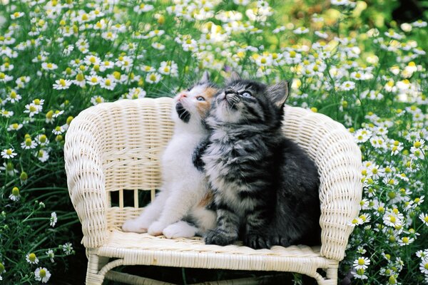 Dos gatitos en una silla en el Jardín