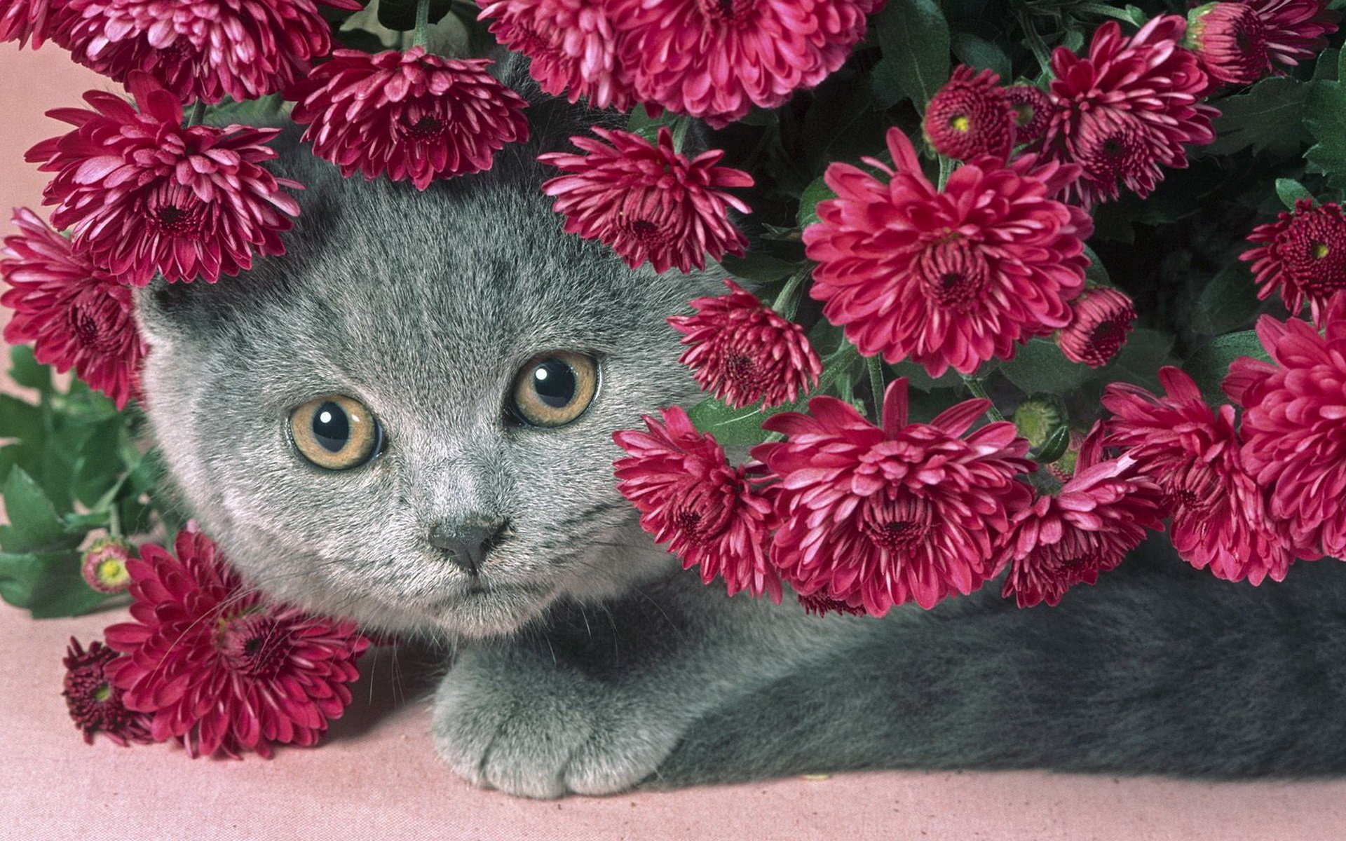 gato gris flores serenata gordito gato guapo