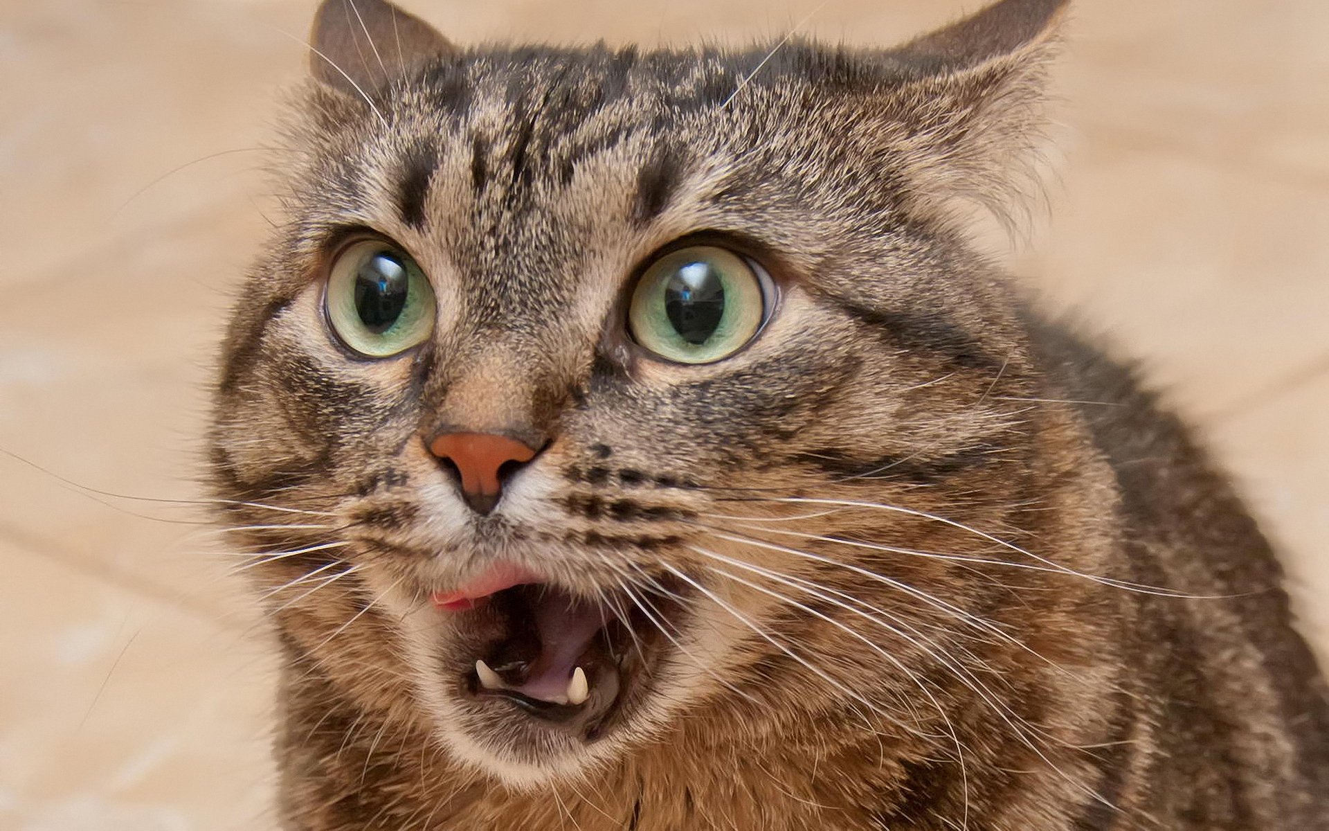 gato ojos bigote