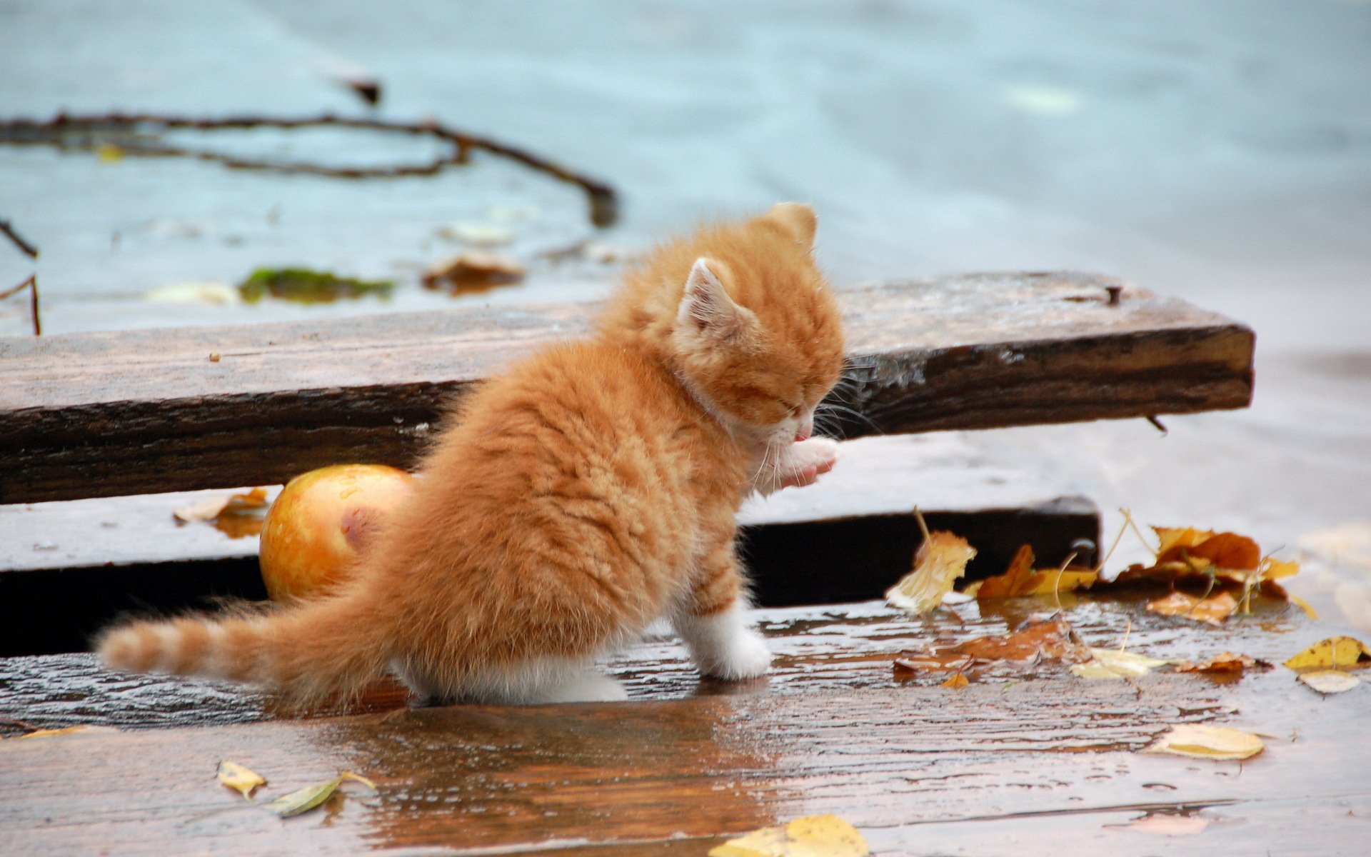 gato otoño naturaleza