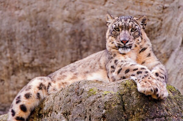 Leopardo de las Nieves en la piedra