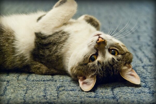 Un gato feliz yace en el Suelo