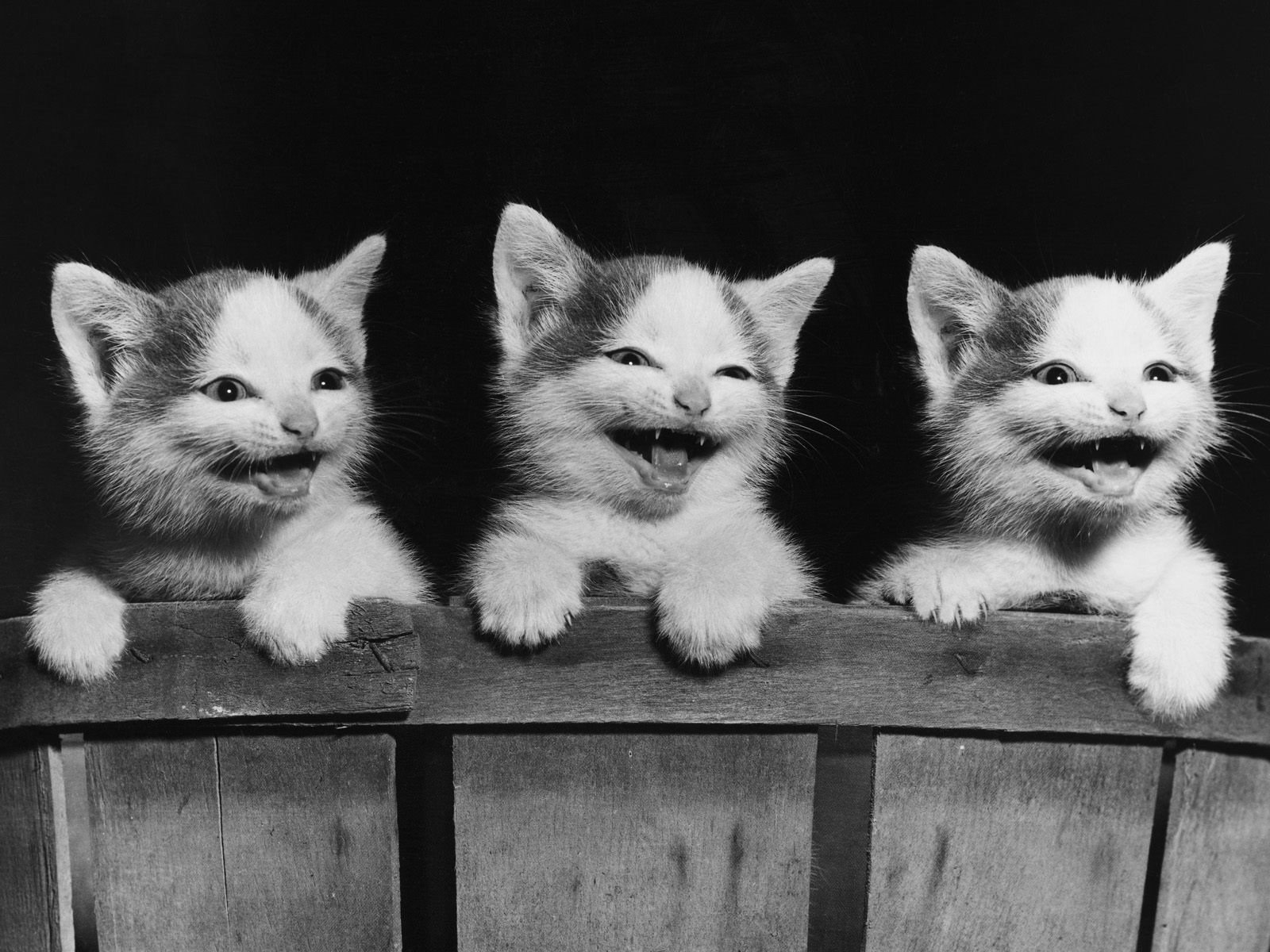 gatitos gatos tablero