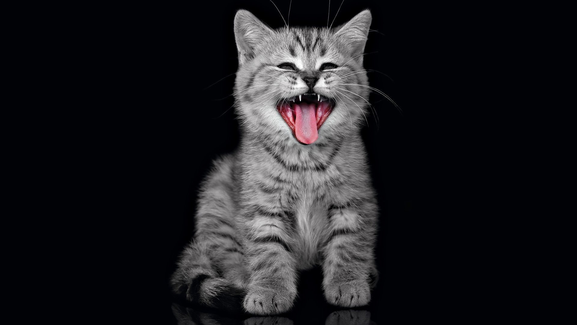 gato gatito gritando
