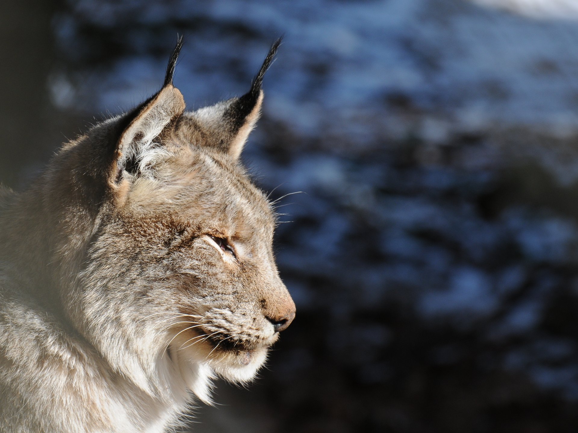 lince gato