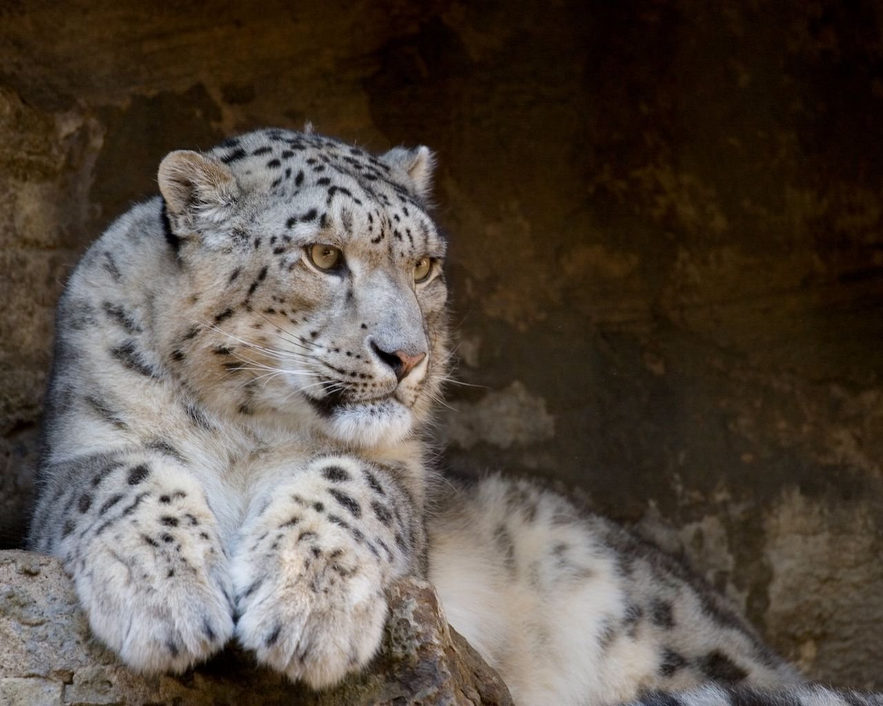 irbis leopardo de las nieves gatos salvajes depredador