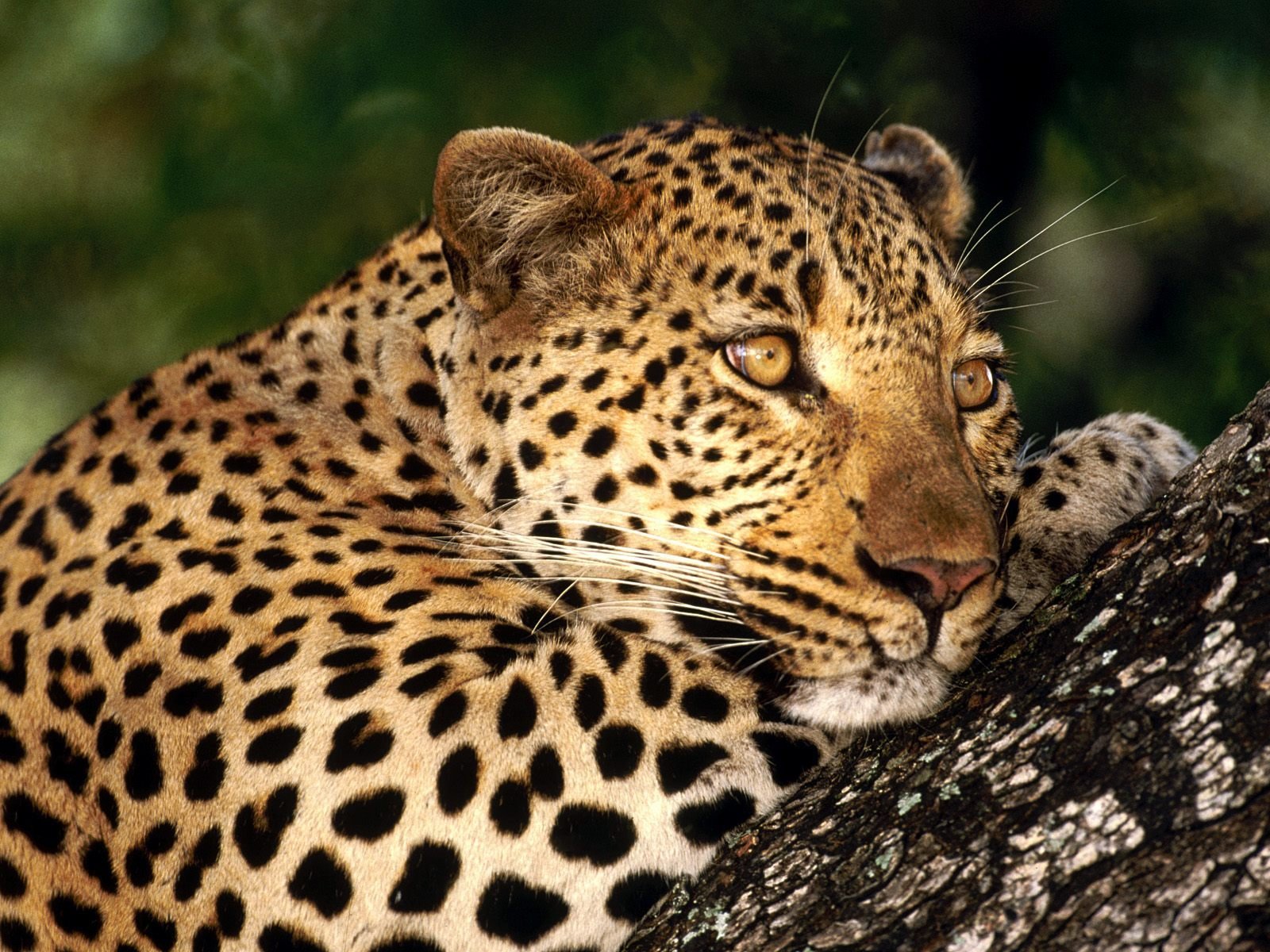 gato manchas leopardo