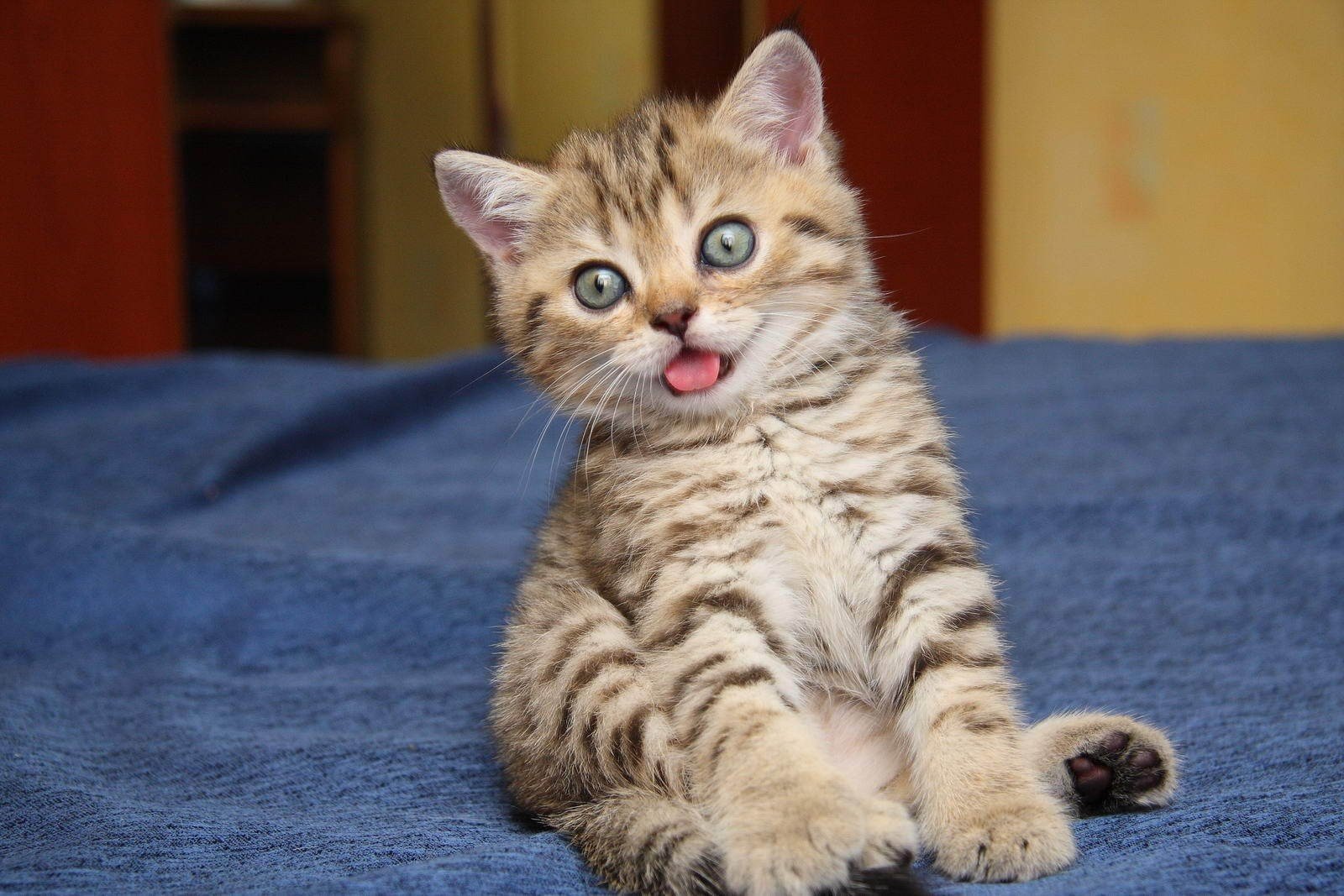 divertido divertido lindo gato gato gatito