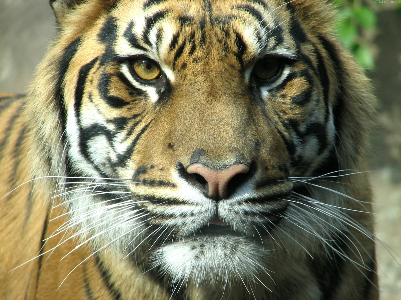 gato tigre hocico
