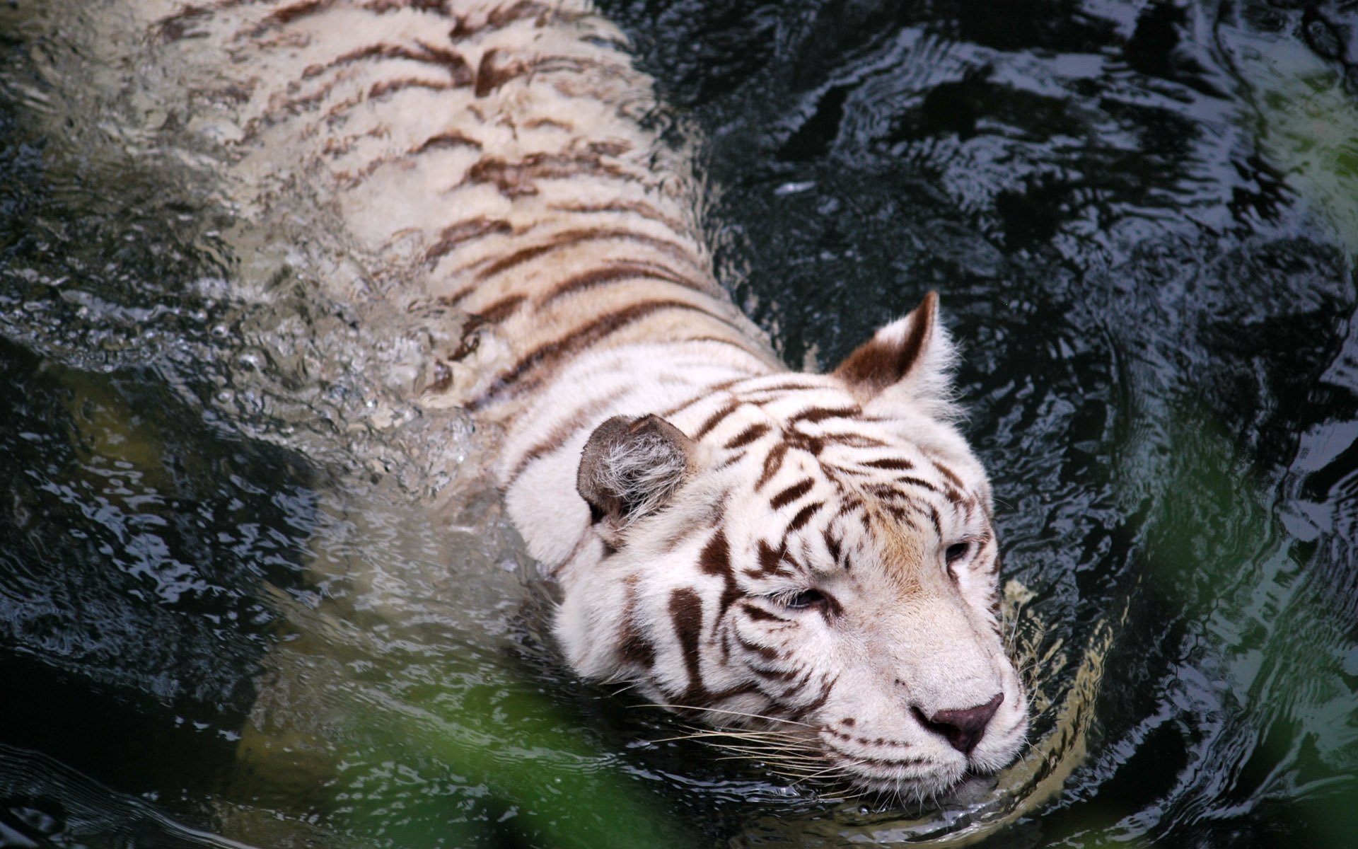 tigre agua blanco