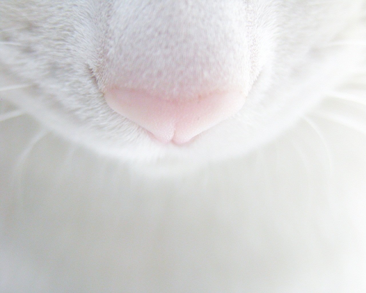 gato nariz bigote
