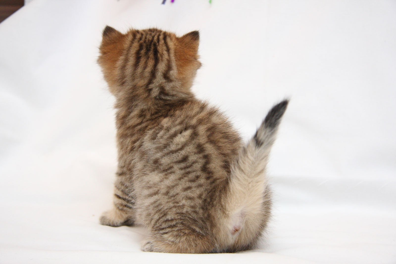 gato gato gatito