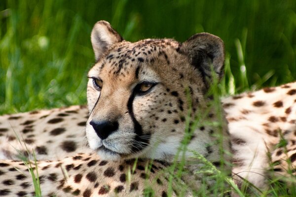 Guepardo adulto disfruta del sol en la hierba verde