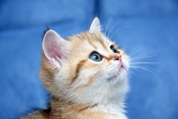 Pequeño gatito rayado con ojos azules