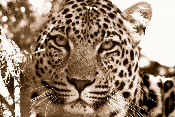 El leopardo Mira fijamente a la cámara