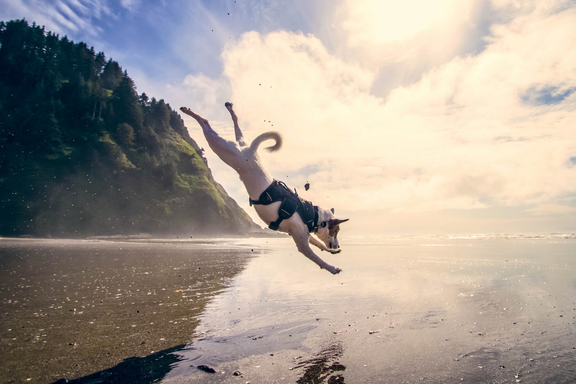 perro salto mar agua
