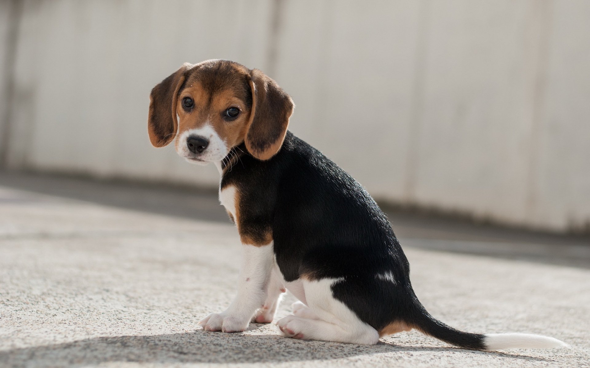 perro mirada amigo beagle