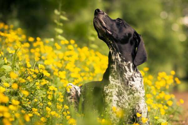 Perro de placer. Paseo de la mosca