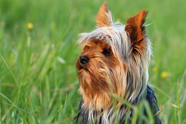 Perro pequeño en la hierba verde