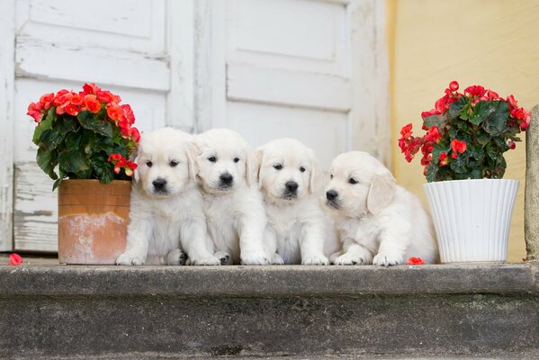 Cuatro cachorros en el porche con flores