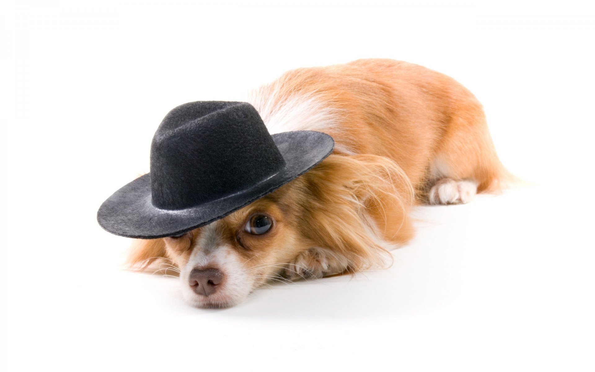 perro pelirroja sombrero fondo blanco