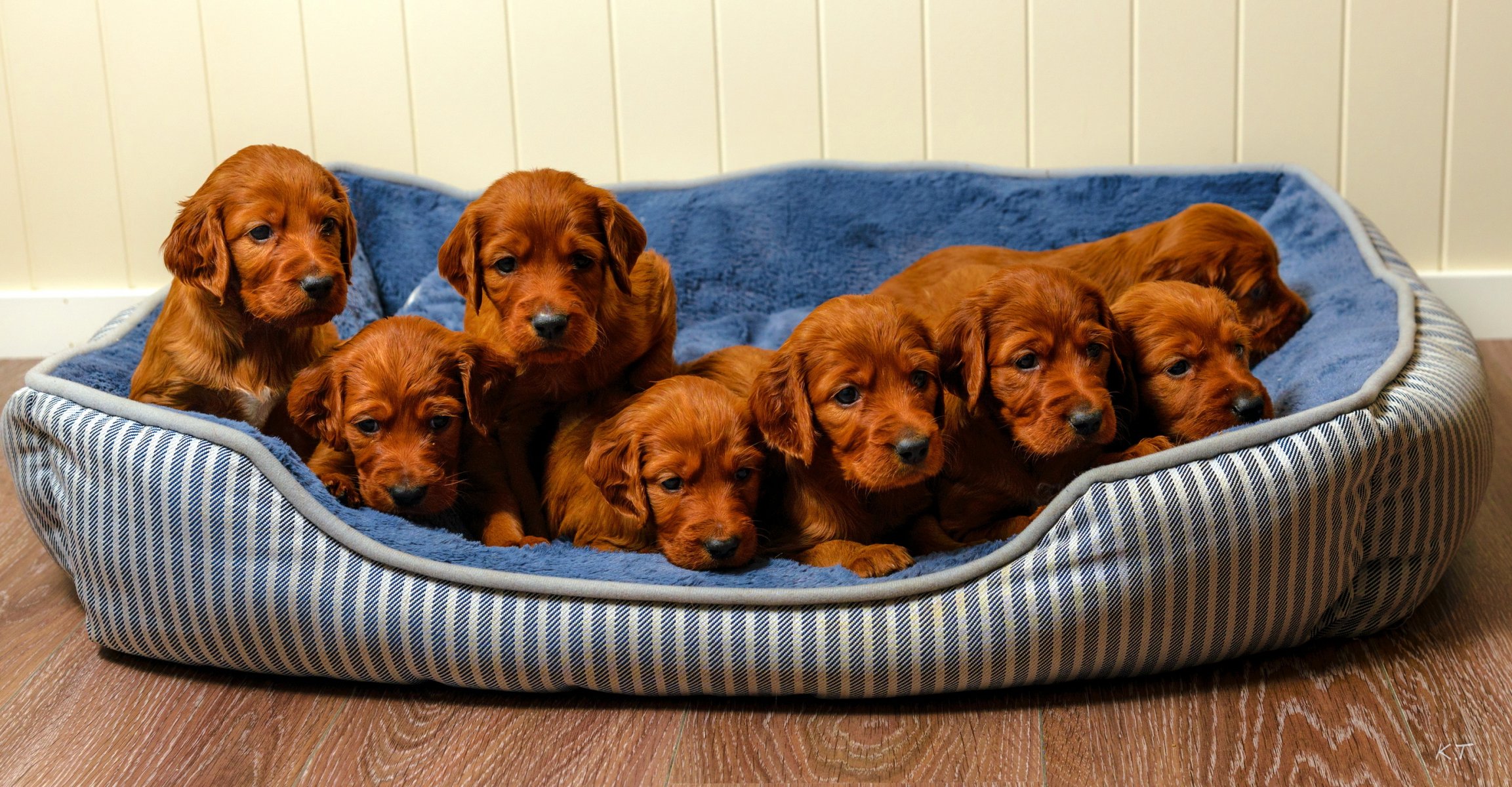 perros cachorros casa