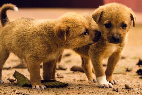 Dos cachorros idénticos