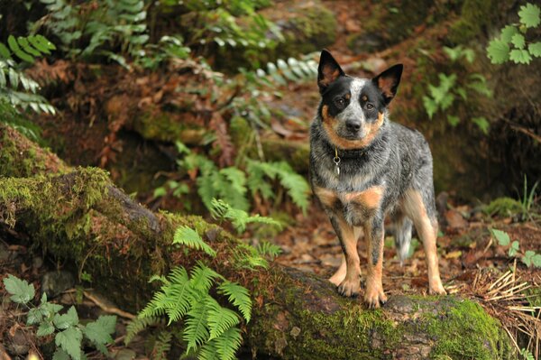 Un guardia dedicado. Perro en el bosque